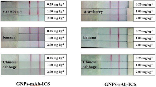 Figure 9. The visual results of recovery tests of pyraclostrobin in strawberry, banana and Chinese cabbage samples detected by GNPs-mAb/rAb-ICS assays.