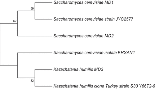 Figure 2. Phylogenetic tree of yeast isolates. MD1, MD2, and MD3 represent 4A, 14D, and 54A yeast isolates, respectively.