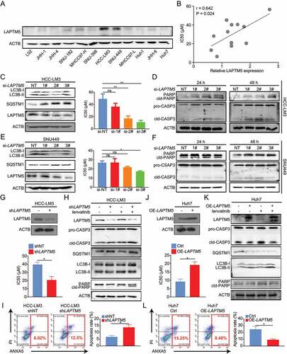 Figure 2. LAPTM5 contributes to in vitro lenvatinib resistance in HCC. (A) LAPTM5 levels in HCC cell lines and L-02 were evaluated by western blot. (B) The connection between LAPTM5 protein levels and IC50 against lenvatinib in HCC cell lines. (C) Western blot analysis of LAPTM5, LC3B and SQSTM1 levels in HCC-LM3 transfected with siRNA targeting LAPTM5 or si-NT (Left). Histogram exhibited IC50 against lenvatinib of HCC-LM3 transfected with siRNA targeting LAPTM5 or si-NT (Right). NT, non-targeting. (D) Essential-apoptosis proteins levels were evaluated by western blot in HCC-LM3 transfected with siRNA targeting LAPTM5 or si-NT in the presence of lenvatinib. cld-PARP, cleaved PARP; cld-CASP3, cleaved caspase 3. (E) Western blot analysis of LAPTM5, LC3B and SQSTM1 levels in SNU-449 transfected with siRNA targeting LAPTM5 or si-NT (Left). Histogram exhibited IC50 of SNU-449 transfected with siRNA targeting LAPTM5 or si-NT (Right). (F) Essential-apoptosis proteins levels were evaluated by western blot in SNU-449 transfected with siRNA targeting LAPTM5 or si-NT in the presence of lenvatinib. (G) LAPTM5 knockdown HCC-LM3 stable cell line was generated and validated by western blot (Upper); Histogram exhibited the effect of LAPTM5 knockdown on IC50 against lenvatinib in HCC-LM3 (Lower). (H) Essential-apoptosis proteins, LC3B and SQSTM1 levels were evaluated by western blot in indicated cells in the presence of lenvatinib or not. (I) Knockdown of LAPTM5 induced apoptosis significantly upon lenvatinib treatment in HCC-LM3 evaluated by flow cytometry analysis. (J) LAPTM5 overexpression Huh7 stable cell line was generated and validated by western blot (Upper); Histogram exhibited the effect of LAPTM5 upregulation on IC50 against lenvatinib in Huh7 (Lower). (K) Essential-apoptosis proteins, LC3B and SQSTM1 levels were evaluated by western blot in indicated cells in the presence of lenvatinib or not. (L) Overexpression of LAPTM5 reduced apoptosis significantly upon lenvatinib treatment in Huh7 evaluated by flow cytometry analysis. Data were presented as the means ± S.D. of values obtained in 3 independent experiments. *, P < 0.05; **, P < 0.01; ns, not significant.