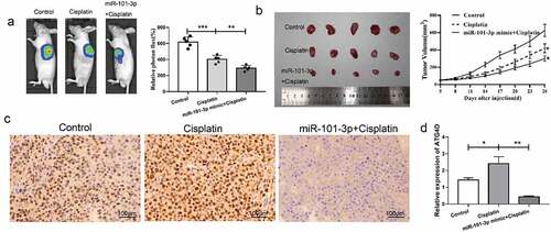 Figure 6. MiR-101-3p mimics could inhibit tumor the effect of transplanted tumor growth in vivo
