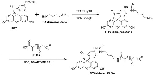 Figure 1. Synthetic scheme of FITC conjugated PLGA polymer.