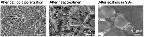 Figure 5. SEM photographs of Hf substrates after cathodic polarization in NH4F solution and heat treatment, followed by soaking in SBF for 8 days.