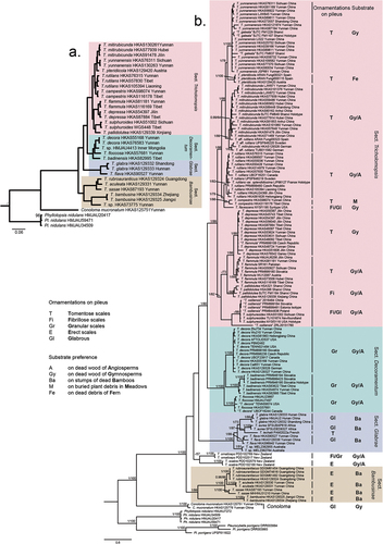 Figure 3. (a) Phylogeny of Tricholomopsis inferred from a matrix containing 450 single-copy orthologous genes using the maximum likelihood (ML) analysis method. Nodes without numeric labels are supported with 100 BS. (b) Phylogeny of Tricholomopsis inferred from a matrix consisting of ITS-nrLSU-rpb2-tef1-α using Bayesian inference (BI) analysis. BI (BPP ≥ 0.90) and ML bootstrap support values (ML ≥ 70) are shown (BPP/ML). The habitats and ornamentations of pileus are labelled after each species.