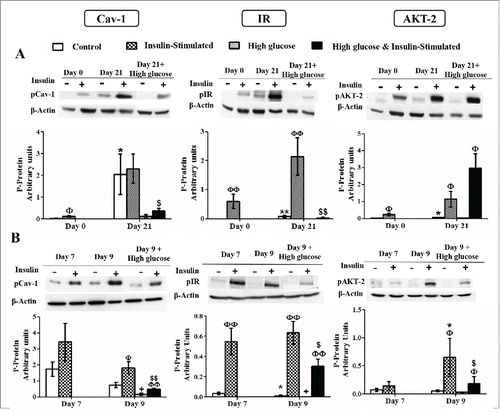 Figure 8. Caveolin-1 and insulin signaling intermediates activation during 3T3-L1 differentiation in the presence or in the absence of high glucose (50 mM) (A) and in control and high glucose-treated (50 mM, 48 hours) 3T3-L1 mature adipocytes (B). Results represent data from cells before and after stimulation with insulin (50 nM, 10 minutes). Data are means ± SEM of the ratio between each phospho-protein and β-actin expression at the differentiation days 0 and 21 (A) and at the differentiation days 7 and 9 (B). Groups were compared by using the Mann-Whitney test. Data from control cells at day 21 were compared to control cells at day 0 (A) and from control cells at day 9 were compared to control cells at day 7 (B) *. p < 0.05; **. p < 0.01. Data from glucose-exposed groups were compared to their same day control group +. p < 0.05. Data from insulin-stimulated groups were compared to their unstimulated control group Φ. p < 0.05, ΦΦ. p < 0.01. Data from insulin-stimulated glucose-exposed group were compared to their same day insulin-stimulated control group $. p < 0.05; $$. p < 0.01. The number of independent samples analyzed for (A) and (B) is between 5–10 for each protein and condition evaluated.