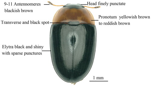 Figure 1. Adult habitus of Triplax ainonia Lewis, 1877 (this photo was taken by Ben Hong, the first author of this article).