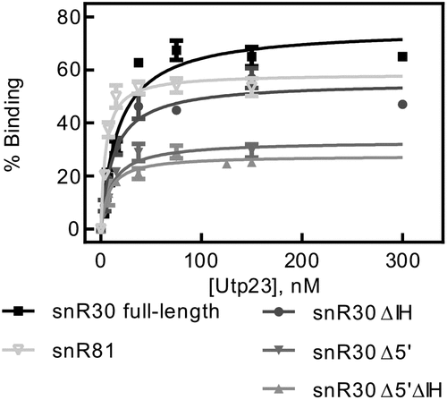 Figure 3. Determining the affinity of Utp23 for snR30. Utp23 was titrated against full-length snR30 and truncations thereof as well as the modification H/ACA snoRNA snR81 as control. Hyperbolic fitting provided the dissociation constants (see Table 3).