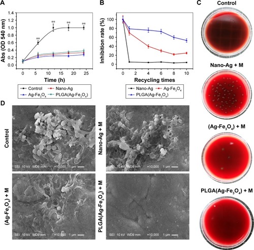 Figure 2 (A) Antibacterial results. PLGA(Ag-Fe3O4) nanoparticles were able to reduce Streptococcus mutans growth as nano-Ag, Ag-Fe3O4. **P<0.01. (B) Antibacterial activity test after washing. PLGA(Ag-Fe3O4) under magnetic field can be anchored on the tooth surface and exhibited a long-term antibacterial effect. (C) Results of S. mutans adhered to the samples surface. (D) SEM image of S. mutans adhered to the surface of different samples.Abbreviations: Abs, absorbance; PLGA, poly (D, L-lactic-co-glycolic acid); SEM, scanning electron microscopy; M, static magnetic field; SEI, secondary electron image; WD, working distance (the distance from the objective lens to focus point).