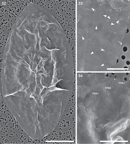 Figs 52–54. Auxospore cell wall, scanning electron microscopy. Fig. 52. A nearly mature, anisodiametric auxospore showing siliceous components of the cell wall. This figure is a digitally constructed montage of six individual SEM images. Fig. 53. Incunabular scales of various sizes, boundaries and patterning centres indicated with arrowheads. Fig. 54. Structure of three overlapping transverse perizonial bands (TPB1–3). Scale bars: Fig. 52, 25 µm; Fig. 53, 5 µm; Fig. 54, 10 µm.