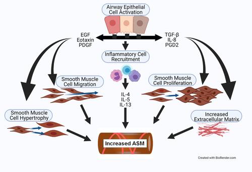 Figure 2 The increased ASM mass in asthma is driven by cell hypertrophy, increased cell migration, and increased cell proliferation. Activation of the airway epithelium by allergens causes the release of EGF, Eotaxin, PDGF, TGF-β, IL-8, and PGD2. Part of the response of these factors is recruitment of inflammatory cells into the airway ECM that release IL-4, IL-5 and IL-13. The factors from the epithelium and the inflammatory cells stimulate myofibroblast migration, proliferation, and hypertrophy, and increased production of ECM components. The epithelial and inflammatory cell-derived factors also stimulate additional production of soluble mediators from the ASM cells that further drive increased ASM mass.
