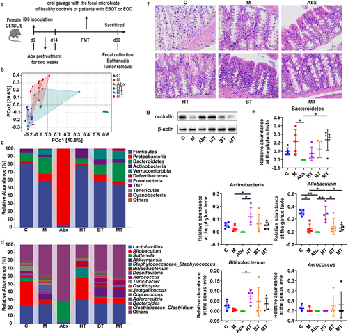 Figure 2. Effects of Abx and FMT on GM and intestinal barrier of the EOC model. (a) After depleting the original GM using mixed broad-spectrum antibiotics (Abx) for 2 weeks, EOC model mice received oral gavage of normal saline (M and Abx group) or fecal microbiota of healthy controls (HT) or patients with EBOT (BT) or patients with EOC (MT) for 11 weeks (three times a week). (b) 16S rRNA sequencing analysis of stool samples at day 90 after treatments of mice described in Fig. 2a (C: controls; M: EOC modeling; Abx: mixed antibiotic feeding after modeling; HT: oral gavage with fecal microbiota of healthy controls after modeling; BT: oral gavage with fecal microbiota of EBOT patients after modeling; MT: oral gavage with fecal microbiota of EOC patients after modeling). PCoA with weighted_Unifrac distance of β diversity index (n = 5). (c) Relative abundance of gut bacterial phylum after treatments with modeling, Abx and FMT versus controls. (d) Microbial composition at the genus level after treatments above six groups. (e) the relative abundance of Bacteroidetes, Actinobacteria, Allobaculum, Bifidobacterium and Aerococcus within each group was analyzed. (f) H&E staining images of intestine tissues were displayed after treatments of mice described in Fig. 2a. (g)Western blot analysis of occludin expression in intestine tissues (n = 3/group). Data are presented in means ± SD. One-way analysis of ANOVA with Tukey’s test for multiple comparisons. *P < 0.05, **P < 0.01.