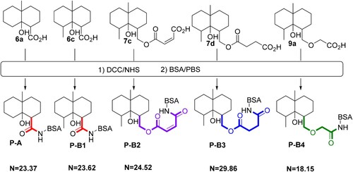 Figure 4. Coupling of the GSM derivatives (6a, 6c, 7c, 7d, 9a) with BSA for the preparation of immunogens (P-A, P-B1, P-B2, P-B3, P-B4). N is the hapten/protein ratio in each GSM derivative-protein conjugate.