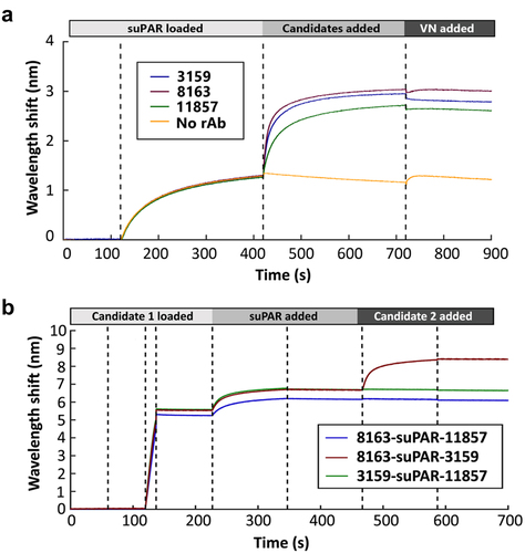 Figure 8. (a) BLI epitope binning of three lead antibodies and vitronectin to uPAR. The binding of each antibody to uPAR resulted in a decreased wavelength shift in the last association step (VN-added) demonstrating the competitive blocking of VN binding by each antibody. (b) BLI competition assay reveals 8163 and 3159 have distinct binding sites, and 11857 has a partially overlapping epitope with 8163 and 3159.