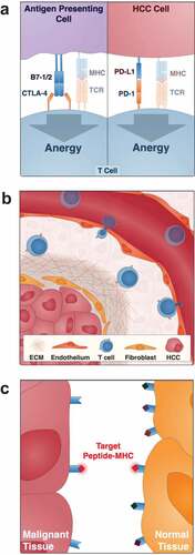 Figure 1. Obstacles to the use of ACT in HCC