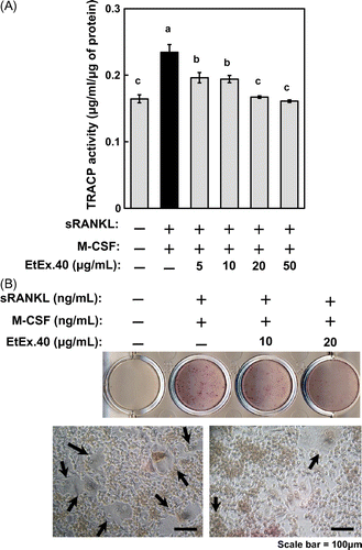 Fig. 4. EtEx.40 inhibition of sRANKL/M-CSF-stimulated RAW264.7 cell differentiation.Note: Cells were assessed for their TRAP activity (A) and TRAP staining (B). The TRAP activity and TRAP staining were evaluated by using the TRACP & ALP assay kit and TRACP & ALP staining kits. (A) Data are expressed as the mean ± SE (n = 9; p < 0.05). (B) The upper photo shows TRAP staining in RANKL-stimulated RAW264.7 cells in the presence or absence of EtEx.40 (20 μg/mL). The lower photos (ii) show the microscopic aspects of (i). Arrows indicate large TRAP-positive multinucleated cells (B-ii). The scale bar shows 100 μm.