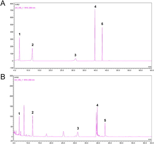 Figure 1. HPLC fingerprint of DBD. (A) Standard solution (10 μg/mL). (B) DBD sample solution. 1: caffeic acid; 2: ferulic acid; 3: ononin; 4: calycosin; 5: formononetin.