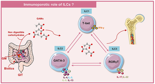 Figure 6 Immunoporotic role of ILCs: Schematic representation of proposed mechanism of the role of ILCs in Osteoporosis. GM modulation strategies (prebiotics, probiotics, and synbiotics) can be employed for enhancing bone health via modulating the plasticity of ILCs (ILC1, ILC2, and ILC3).