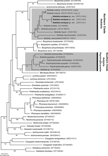 Figure 1. Phylogeny of Noblella (gray box) showing the relationships of Noblella worleyae sp. nov. The phylogeny was based on mitochondrial (16S) DNA sequences. For each individual, the corresponding museum catalog number (when available) and GenBank accession number are shown