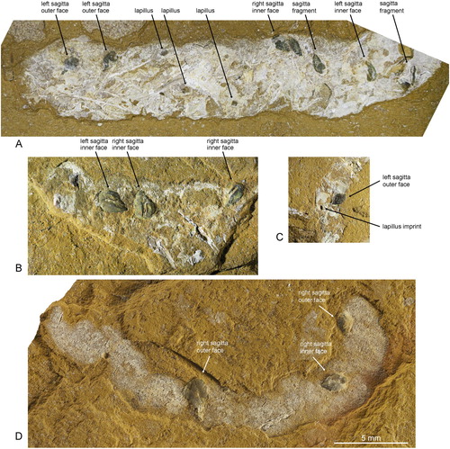 FIGURE 3. Coprolites with otoliths (mostly Cavenderichthys talbragarensis sagittae). A, AM F.143522; B, AM F.143579; C, AM F.143501; D, AM F.143455.