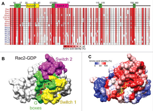 Figure 4. Amino acid conservation in the Rho GTPases. (A) The core conserved segments, with important features numbered by their positions within amino acids 4–177 of Rac1, of the 18 most related Rho GTPases are depicted with percentages of amino acid identity ranging from 100% (red) to less than 50% (white). Guanine nucleotide binding regions are shown as G1 to G5 boxes (green). Switch 1 (yellow) and Switch 2 (magenta) regions are also depicted. (B) Rac2-GDP (PDB ID: 2W2T) structure was rendered with Chimera,Citation112 with G boxes (green), Switch 1 (yellow) and Switch 2 (magenta) regions indicated. (C) Amino acid identity for 18 Rho GTPases was determined with Clustal Omega Citation113 and mapped onto Rac2-GDP with Chimera. Colors depicting amino acid identity from 100% (red) to 0% (blue) as indicated.