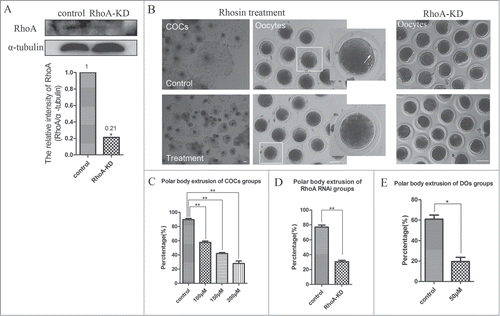 Figure 2. RhoA inhibition and RhoA KD effect on porcine oocyte maturation. (A) Knowdown of endogenous RhoA protein expression after RhoA siRNA injection was verified by western blot analysis. RhoA protein expression was significantly decreased after siRNA injection. (B) RhoA inhibition and RhoA KD both affect meiotic maturation. For COCs, the expansion of the peripheral layers cumulus achieved to more than 5 layers in control group, whereas it became progressively poor in Rhosin-treated COCs; For oocytes, most oocytes extruded a first polar body (indicated by white arrow) in the control group. After RhoA inhibition or RhoA KD, a large proportion of oocytes failed to extrude polar bodies. Bar = 100 μm (C) RhoA inhibition results in a decreased rate of pbI extrusion among COCs. The effect of Rhosin on maturing oocytes was clearly dose dependent. The most suitable concentration for use with COCs was 200 μM. (D) RhoA KD results in a decreased rate of pbI extrusion among DOs. (E) RhoA inhibition results in a decreased rate of pbI extrusion among DOs. The effect of Rhsin on maturing oocytes was clearly dose dependent. The most suitable concentration for use with DOs was 50 μM, as higher concentrations resulted in oocyte death (data not shown).