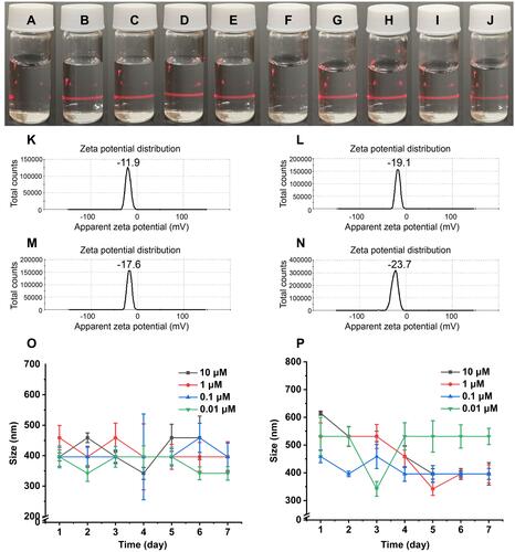 Figure 5 Tyndall effect excited by 650 nm laser (A–J), ζ-potential (K–N) and particle size of THCMA in water over time (O and, P): (A) ultrapure water; (B) 10 μM of THCMA water solution at pH 7.0; (C) 1 μM of THCMA water solution at pH 7; (D) 0.1 μM THCMA water solution at pH 7; (E) 0.01 μM THCMA water solution at pH 7; (F) HCl solution at pH 2; (G) 10 μM THCMA water solution at pH 2; (H) 1 μM THCMA water solution at pH 2; (I) 0.1 μM THCMA water solution at pH 2; (J) 0.01 μM THCMA water solution at pH 2; (K) ζ-potential of THCMA water solution (pH 7, 10 μM); (L) ζ-potential of THCMA water solution (pH 7, 1 μM); (M) ζ-potential of THCMA water solution (pH 7, 0.1 μM); (N) ζ-potential of THCMA water solution (pH 7, 0.01 μM); (O) Particle size of THCMA water solutions over 7 days at pH 7 (10, 1, 0.1, and 0.01 μM); (P) particle size of THCMA solutions over 7 days at pH 2 (10, 1, 0.1, and 0.01 μM).