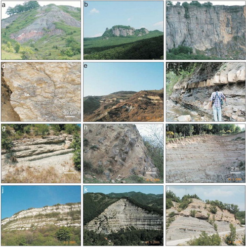 Figure 4. Photographs of ﬁeld outcrops. (a) Highly deformed polychromatic shales of the Varicolored Shales Fm. (Ligurian Unit of the CVM); (b) limestone cliffs of the San Marino Limestone Fm. (Epiligurian Succession), unconformable resting on to the Breccia di Sasso di Simone (Epiligurian Succession, see the Main Map) and the Varicolored Shales fms; (c) detail of (b), with a thinning upward trend in the limestones and low-angle cross-bedding; (d) San Marino Limestone Fm. (Epiligurian Succession, see the Main Map), detail showing massive or faintly wavy stratiﬁcation in calcarenites and calcirudites. They are rich in fossils, as Pectinidae, Echinoderms, Ostreidae and Bryozoa, locally with rodoliths; (e) Auditore area (southeastern part of the geological map) showing tabular or gently lenticular sandstone beds interlayered with gray mudstones, mapped as Sandstone and Mudstone-sandstone lithofacies of the Montecalvo in Foglia Mb., upper part of the Argille Azzurre Fm., early–late Pliocene in age; in the left side of the photo the Pliocene deposits onlap onto the easternmost termination of the CVM; (f) alternating ﬁne limestone and gray shale beds of the Sillano Fm. (Ligurian Unit); (g) sandstone and sandy marlstone beds of the Mt. Fumaiolo Sandstone Fm. (Epiligurian Succession, see Main Map); (h) coarse sandstone amalgamated beds forming lenticular bodies, belonging to the Sant’Agata Feltria Sandstone; as detectable on the map, they are interlayered within the Ghioli di letto Fm., upper part of the Messinian foredeep inﬁlling; (i) Marly clay and ﬁne sandstone beds of the upper part of the Pliocene Montecalvo in Foglia Mb., Argille Azzurre Fm.; (j) Marly limestone and marlstone beds of the Mt. Morello Fm. (Ligurian Unit, see the Main Map), southern cliff of Mt. Carpegna (Ligurian Unit); (k) thick turbidite succession showing the alternances between sandstone and mudstone beds (Galeata Mb. of the Romagna Marnoso-arenacea Fm.); (l) thin and thick turbidite sandstone beds interlayered with mudstone beds (Collina Mb., Romagna Marnoso-arenacea Fm.).
