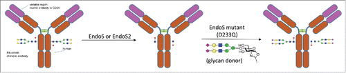 Figure 1. Glycosylation remodeling of rituximab to prepare rituximab with homogenous N-glycan with 2,6 linked sialic acid using EndoS or EndoS2.
