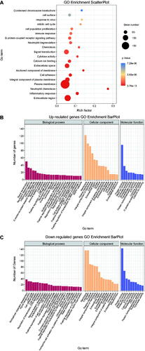 Figure 2. Scatter plot and histogram of GO enrichment for differentially expressed genes (DEGs). (A) Scatter plot of Gene Ontology (GO) annotation for differentially expressed genes (DEGs). Rich Factor on the X-axis refers to the ratio of DEGs enriched in the GO term to the total number of DEGs in the GO analysis. The larger Rich Factor corresponds to higher richness of the GO term. (B) Histogram of GO enrichment for upregulated DEGs. Distribution of DEGs enriched in GO terms for biological processes (BP), cellular component (CC), and molecular function (MF). (C) Histogram of GO enrichment for down-regulated DEGs. Distribution of DEGs enriched in GO terms for biological processes (BP), cellular component (CC), and molecular function (MF).