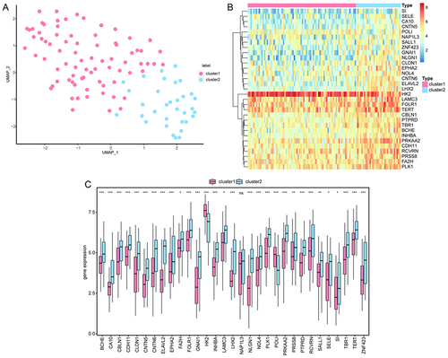 Figure 9 Clustering analysis of hub gene subtypes in CAD. (A) Plot of UMAP clustering results. (B) Heat map of hub gene expression in the two clusters. (C) Intergroup comparison of hub gene expression; the horizontal axis shows the hub genes, while the vertical axis shows the hub gene expression levels. Pink indicates cluster 1 and blue indicates cluster 2. *P < 0.05, **P < 0.01, ***P < 0.001.