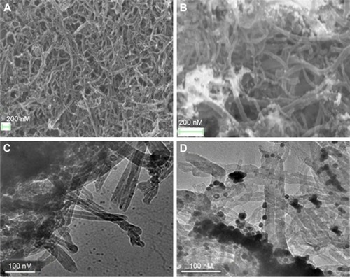 Figure 1 FESEM images of (A) MWCNTs, (B) Au(NP)–MWCNT nanohybrids. TEM images of (C) MWCNTs and (D) Au(NP)–MWCNT nanohybrids.Note: FESEM and TEM confirmed the immobilization of Au(NPs) on the surface of MWCNTs.Abbreviations: Au(NPs), Au nanoparticles; FESEM, field emission scanning electron microscopy; MWCNTs, multiwalled carbon nanotubes; TEM, transmission electron microscopy.
