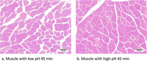 Figure 4. Histological features of muscle from divergent phenotypic groups. The samples were collected at approx. 45 min after carcase bleeding or post-mortem, formalin fixed, stained with H&E, and studied under microscope (10×).