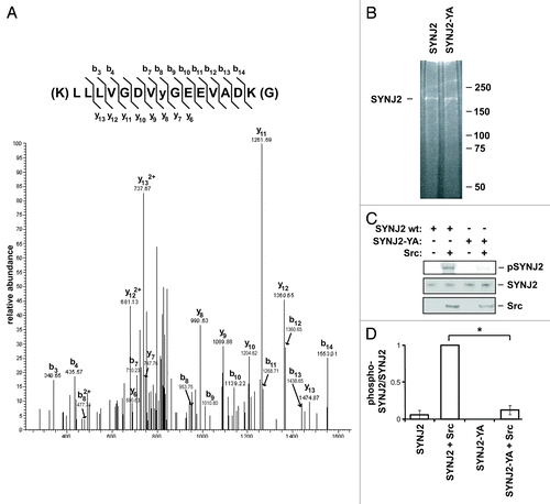 Figure 4. Src phosphorylates SYNJ2 on Tyr490. (A) Tandem mass spectrum of tryptic peptide containing Tyr490 where the phosphorylated tyrosine is denoted as “y.” SYNJ2 phosphorylated by Src in vitro was analyzed by LC-MS/MS as described in Materials and Methods. (B) Sypro Ruby-stained SDS-PAGE gel illustrating the purity of recombinant SYNJ2 and SYNJ2-Y490A purified from 293T cells. (C) Phosphorylation of wild-type SYNJ2 and SYNJ2-Y490A by Src in vitro. (D) Quantification of western blot data. Bars represent the average (± SEM) of three independent experiments (* = p < 0.005, two-tailed t-test).