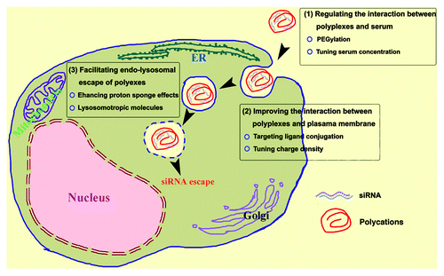Figure 1. Schematic illustration to strategies of optimizing cationic polymer-mediated RNAi: (1) regulating the interaction between polyplexes and the serum in the biological environment to modulate the particles size for efficient internalization and low cytotoxicity; (2) improving the interaction between polyplexes and the cell membrane to increase targeting endocytosis; (3) facilitating the endo-lysosomal escape of polyplexes by stimuli-responsive modification.