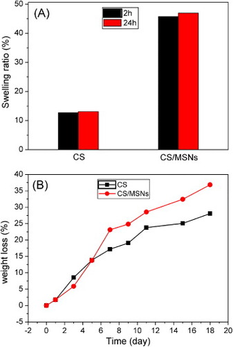 Figure 4. (A) SRs of the dried gels after immersing in water for 2 and 24 h; (B) weight losses of CS and CS/MSN hydrogels in SBF solution containing lysozymes as a function of immersion time.