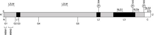 Figure 3 Linear structure of human menin.