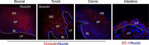 Figure 1. Detection of tight junction proteins in oral (buccal, tonsil), cervical and intestinal (jejunal region) epithelia. Representative immunofluorescence images of tight junction proteins occludin (red) in multistratified buccal, tonsil, and ectocervical mucosal epithelia and ZO-1 (red) in a single-cell layer of intestinal epithelium are shown. Oral (buccal and tonsil) squamous mucosal epithelia have well-developed tight junctions in the strata granulosum, spinosum, and parabasal layers. Cervical epithelia form tight junctions in the strata spinosum and parabasal layers. A single-cell layer of intestinal epithelium also has well-developed tight junctions. The tight junctions are localized at the upper lateral membranes of epithelial cells and seal intercellular spaces, preventing paracellular penetration by viruses. Nuclei are stained blue. Dashed white lines separate epithelium from the lamina propria. GR, granulosum; SP, spinosum; BL, basal; LP, lamina propria; EP, epithelium. Confocal microscopy. Original magnification: for buccal, tonsil and cervical x400, for intestinal x630