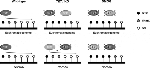 Figure 6. Graphical summary and proposed mechanism of TET actions on DNA methylation in porcine blastocysts under the TET1 KO or TET inhibition