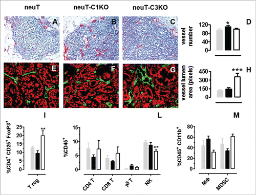 Figure 5. C1q deficiency affects intratumoral vessel density but does not modify tumor-infiltrating leukocyte recruitment. (A–C) Representative images of immunohistochemical staining for endothelial cell markers (CD31 and CD105, red) to visualize blood vessels in mouse tumors of equal volume developed in neuT (A) neuT-C1KO (B) and neuT-C3KO (C) mice. Magnification × 200. Quantification of the number (D) of vessels in neuT (gray bar; n = 3), neuT-C1KO (black bar; n = 5), and neuT-C3KO (white bar; n = 5) carcinomas (*p = 0.04; two-tailed Student's t-test). Results are represented as means ± SEM from 5 × 200 microscopic fields per sample. (E–G) Representative confocal microscopy images of tumors from neuT (E) neuT-C1KO (F) and neuT-C3KO (G) mice stained with anti-CD31 antibodies (green). Magnification × 400. Quantification of the vessel area (H) in neuT (gray bar; n = 3), neuT-C1KO (black bar; n = 5), and neuT-C3KO (white bar; n = 5) carcinomas. (***p < 0.0001; two-tailed Student's t-test). Results are represented as means ± SEM from 5 × 200 microscopic fields. (I–M) Flow cytometry analysis of infiltrating leukocytes in 6–8 mm mean diameter tumors from neuT (n = 5; gray bars), neuT-C1KO (n = 7; black bars) and neuT-C3KO (n = 6; white bars) mice. (I) CD3+ leukocytes were gated and CD3+ CD4+ CD25+ FoxP3+ were identified as Tregs (**p = 0.005; two-tailed Student's t-test). (L) CD45+ leukocytes were gated and CD3+ CD4+ cells were identified as CD4+ T, CD3+ CD8+ as CD8 T, CD3+ γδ+ as γδ T and CD3− CD49b+ as NK (**p = 0.005; two-tailed Student's t-test). (M) CD45+ CD11b+ leukocytes were gated and F4/80+ cells were identified as macrophages (MΦ), whereas GR-1+ cells were identified as myeloid-derived suppressor cells (MDSC). Bars represent the percentage of positive cells ± SEM.