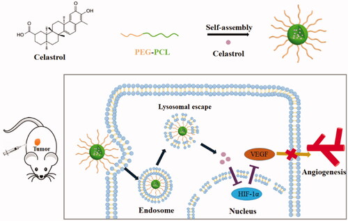 Figure 1. Schematic illustration of the preparation of celastrol nanomicelles for celastrol delivery, resulting in suppressing retinoblastoma growth and angiogenesis by the HIF-1α/VEGF pathway.