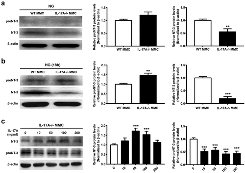 Figure 5. The lack of IL-17A blocks high glucose-induced mature NT-3 production. (a, b) Representative immunoblots and densitometric quantitation of proNT-3 and mature NT-3 protein amounts in MMC isolated from IL-17A−/− and WT mice, under NG or HG conditions for 18 hours. (c) Representative immunoblots and densitometric quantitation of proNT-3 and mature NT-3 protein amounts in MMC pretreated with various amounts of recombinant IL-17A (0, 10, 50, 100 and 200 ng/mL) for 18 hours. Data are mean ± SEM (n = 3 independent samples t test, **P < 0.01, ***P < 0.001 compared to 0 ng/mL group). Note: MMC, Müller cell; HG, high glucose; NG, normal glucose; WT, wild type.