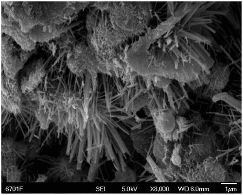 Figure 7. C30 concrete SEM.