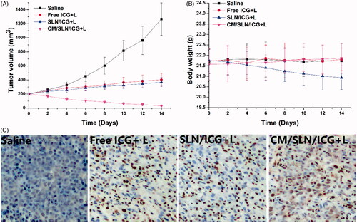 Figure 6. The in vivo antitumour assay of CM/SLN/ICG. (A) and (B) represent the time-dependent tumour volume and body weight, respectively, of mice treated with different formulation. (C) represents the TUNEL staining (200×) of tumour tissue at the end of therapy. Each sample was repeated in sextuplicate and shown as mean ± SD.
