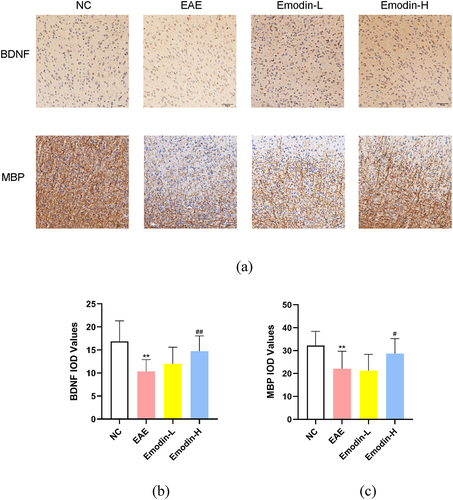 Figure 3. The IHC staining of MBP and BDNF in the brains of mice on 21 dpi of EAE (a). The pictures were taken at ×200 magnification. The inflammatory scores of brains (b) and spinal cords (c) among NC, EAE, emodin-L. and emodin-H groups on 21 dpi. Data expressed as means ± S.D(n = 3). Comparisons among four groups were analyzed by one-way ANOVA in B and C. #P < 0.05 versus EAE group, ##P < 0.01 versus EAE group.