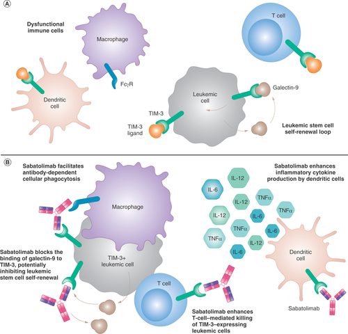 Figure 1. Sabatolimab putative mechanism of action on TIM-3, an immuno-myeloid regulator. (A) TIM-3 is an inhibitory receptor expressed on several immune cells including T cells, macrophages, and dendritic cells and regulates innate and adaptive immune responses. TIM-3 is also expressed on LSCs/blasts in myeloid malignancies. Interaction of TIM-3 with galectin-9 has been reported to form an autocrine stimulatory loop that drives leukemic stem cell self-renewal. (B) Sabatolimab has diverse effects on different cellular compartments via binding to TIM-3 and enhancing immune function. Sabatolimab induces phagocytic uptake of target cells by macrophages, potentially facilitating cell-mediated killing of TIM-3 expressing leukemic stem cells/blasts. Sabatolimab partially blocks the interaction of TIM-3 and galectin-9 and potentially inhibits TIM-3/galectin-9–pro-survival signaling pathways involved in self-renewal of LSCs. Sabatolimab increases dendritic cell activation as seen by enhanced secretion of pro-inflammatory cytokines, and also augments T-cell mediated killing of TIM-3+ leukemic cells.FcγR: Fc gamma receptor; IL: Interleukin; LSC: Leukemic stem cell; MDS: Myelodysplastic syndrome; TIM-3: T-cell immunoglobulin domain and mucin domain-3.