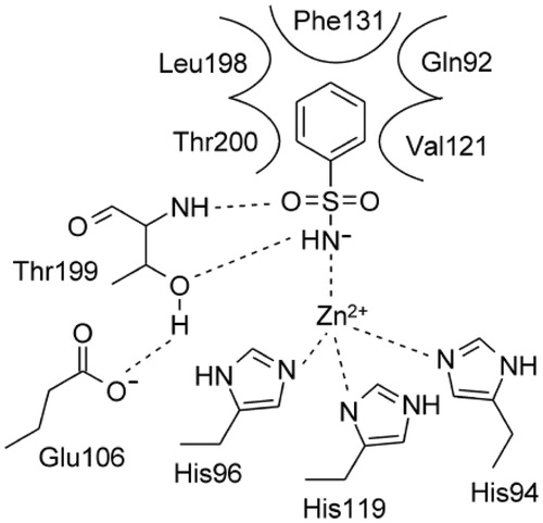 Figure 1. Schematic representation of the binding mode of benzenesulfonamide within the hCA II active site.