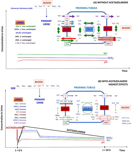 Figure 3. Simplified schematic of the role of carbonic anhydrase isoforms CA II (cytosolic) and CA IV (membrane-bound) and some transporters in the proximal tubule of the healthy kidney on the reabsorption of Na+, HCO3–, water, nitrite, nitrate, malondialdehyde (MDA) and zwitterionic amino acids (+AA-) under two different conditions: (A) Under physiological conditions, i.e. in the absence of AZM; (B) in the presence of AZM; AZM was taken orally at the time point zero as indicated by the vertical red coloured arrow; the time-course of the concentration of AZM in the urine are shown in addition to that of bicarbonate and sodium ions as well as of the urinary pH. AA, amino acid; AQP, aquaporin; GM, glomerular membrane; NHE3, sodium hydrogen exchanger; kNBC1, sodium bicarbonate transporter. It is assumed that CO2 is transferred by aquaporin and protein gas channels Citation98. The thickness of arrows indicate the status of the activity of carbonic anhydrase and the transporters. In case of ingestion of a sustained (retard) AZM, the maximal concentrations may be different and longer lasting Citation11–13. For more details, see the text.