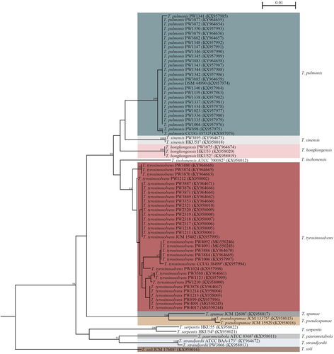 Fig. 1 Phylogenetic trees showing the relationship of Tsukamurella strains included in this study, including 15 type and reference strains and 60 Tsukamurella isolates.The tree was inferred from partial groEL sequence data (677 nucleotide positions of the trimmed sequence alignments respectively) by the maximum-likelihood method using the model GTR + I + G and Mycobacterium smegmatis MC2 155 (CP009494.1) as the outgroup. The scale bar indicates the estimated number of substitutions per base. Numbers at nodes indicate levels of bootstrap support calculated from 1000 trees and expressed as percentage. All names and accession numbers are given as cited in the GenBank database