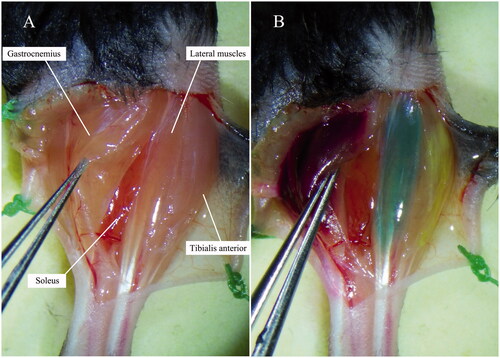 Figure 1. Target muscles before and after intramuscular injections of tracers. (A) Before injection. (B) After injection: target muscles were completely Coloured.