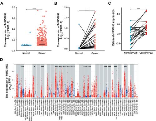 Figure 1 MIR31HG expression in colorectal cancer tissues. (A) MIR31HG expression in normal and cancer tissues in the TCGA database. (B) MIR31HG expression in paired tissues in the TCGA database. (C) MIR31HG expression in 22 pairs of clinical colorectal cancer tissues and the normal adjacent tissues was examined by qRT-PCR and generated by a log2 transformation. (D) MIR31HG expression in different kinds of cancers in the TIMER database. *P<0.05, ***P<0.001.