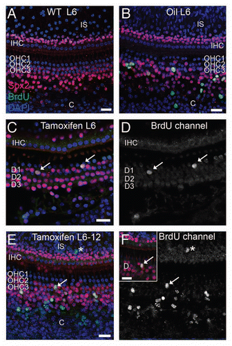 Figure 3 Proliferation in the organ of Corti after induced deletion of p27Kip1 in adult animals. Adult mice were given BrdU ± tamoxifen and observed immediately afterwards (group L6, A–D) or 6 weeks later (group L6-12, E and F). Tissues were immunostained for Sox2 (red) and BrdU (green), with DAPI staining nuclei (blue). Shown are brightest-point projections from a confocal Z-series spanning the sensory epithelium (A, B, E and F) or Deiters' cell nuclear region (C and D, inset for F). No BrdU-labeled cells are detectable in a p27 wild-type (WT) mouse (A), but BrdU+ cells are present in a vehicle-treated adult p27L+/L+;CreER+ animal (B) in the organ of Corti and in the Claudius cell region. (C and D) A tamoxifen-treated p27L+/L+;CreER+ mouse (Group L6) shows two BrdU-labeled Deiters' cells (arrows). The BrdU channel is shown in gray scale in (D). (E and F) Tamoxifen-treated p27L+/L+;CreER+ mouse euthanized 6 weeks later (group L6–12) showing BrdU+ Claudius, Hensen and inner sulcus cells (asterisk). A labeled Deiters' cell (arrow) is also shown in (F) (BrdU channel only in gray scale) and as an inset in a narrower Z-series spanning only the Deiters' nuclei region. All scale bars equal 20 µm. OHC, outer hair cell; IHC, inner hair cell; IS, inner sulcus region; C, Claudius cell region, D, Deiters' cell.